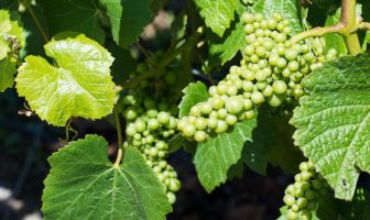 Growers Turn to Flow Power for a New Way to Buy Power Flow Power