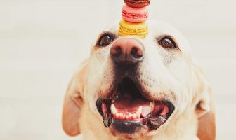 We Need to Remove Emotion from the Genetically Modified Vines Debate Dog Balancing Macarons