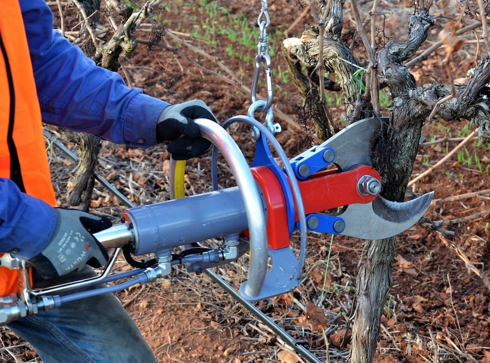 MaxiCut Vineshears