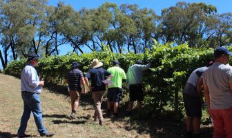Fungicide targeted at powdery mildew delivers ‘outstanding results’