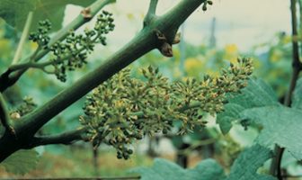 SWITCH provides ‘a high level of protection against botrytis’