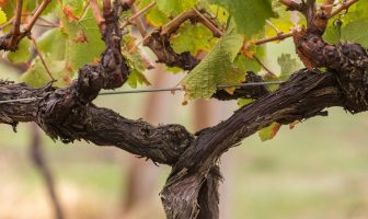 The daring souls making Vespolina, Picpoul, Clairette, Arinto and other rare beauties