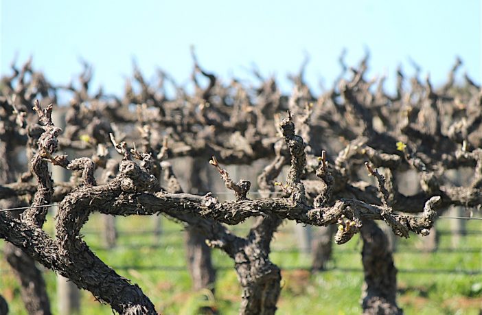 Meet the new board of Wine Australia