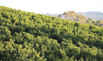Botector fungicide – the new standard in botrytis protection for grapegrowers