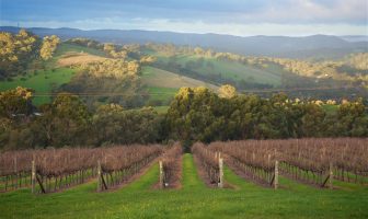 Angove family buys Angel Gully Vineyard in Clarendon