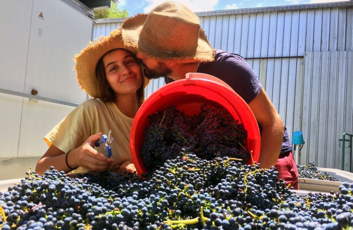 French honeymooners do their bit for vintage Down Under