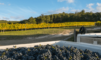 Major Tasmanian winemaker enters voluntary administration