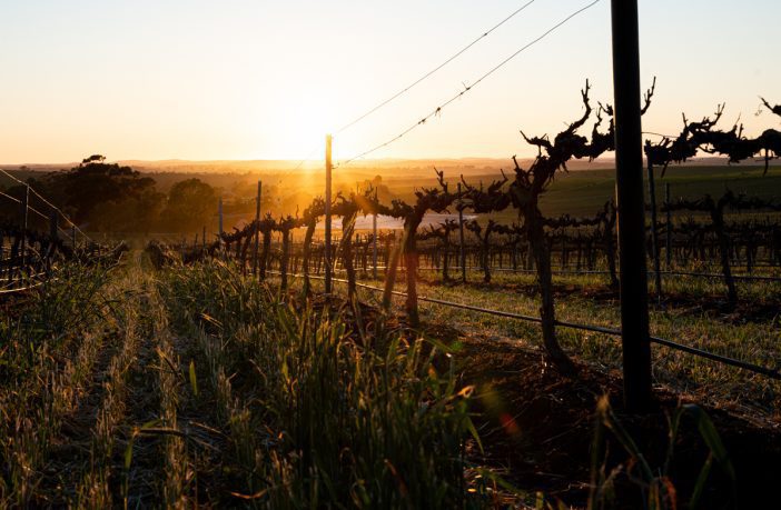 Wine sector worth a whopping $45.5 billion to the Australian economy