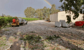 Riverland grapegrowers count the cost of damaging hailstorm
